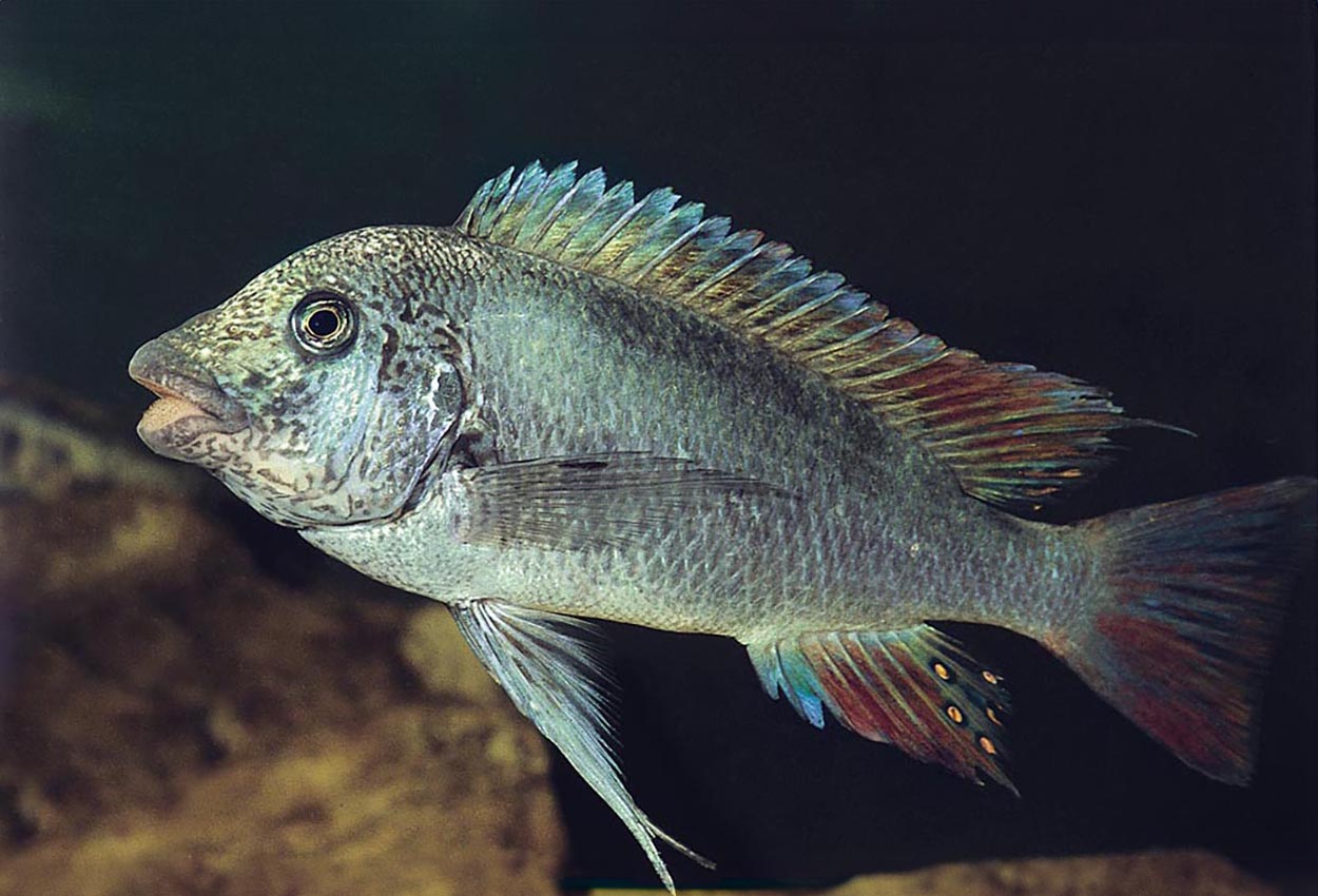 Texas kipili petrochromis, falsk texas petrochromis