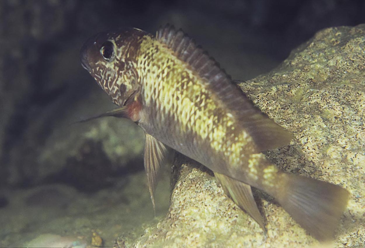 Texas red petrochromis