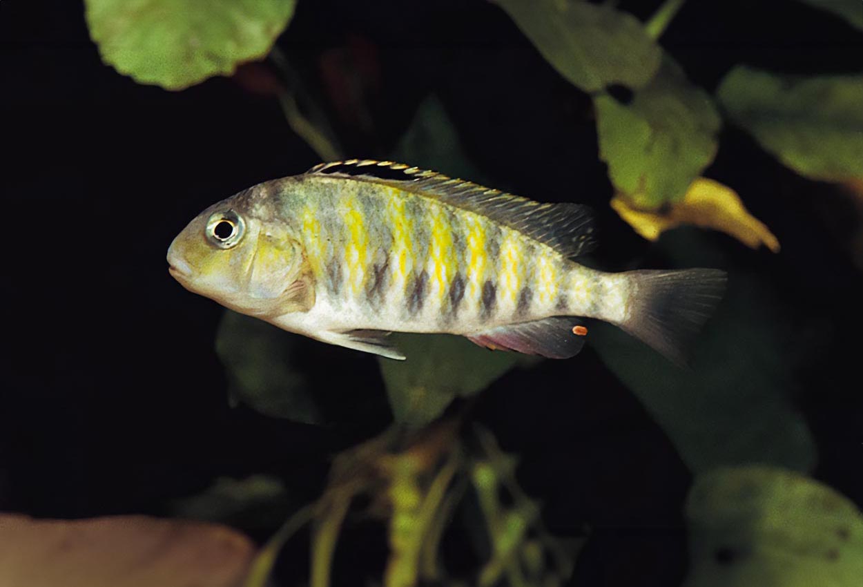 Foto på fisken Simochromis babaulti, Burundi