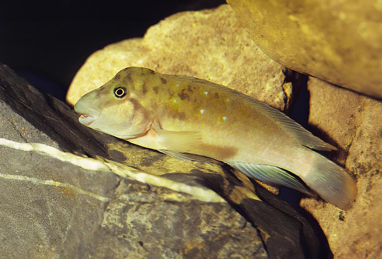 Foto på fisken Spathodus marlieri