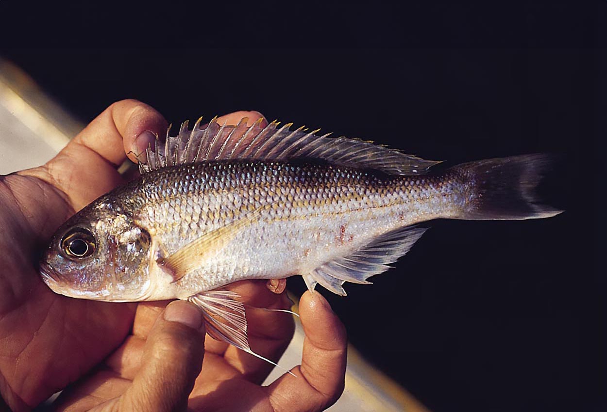 Hecqui xenochromis