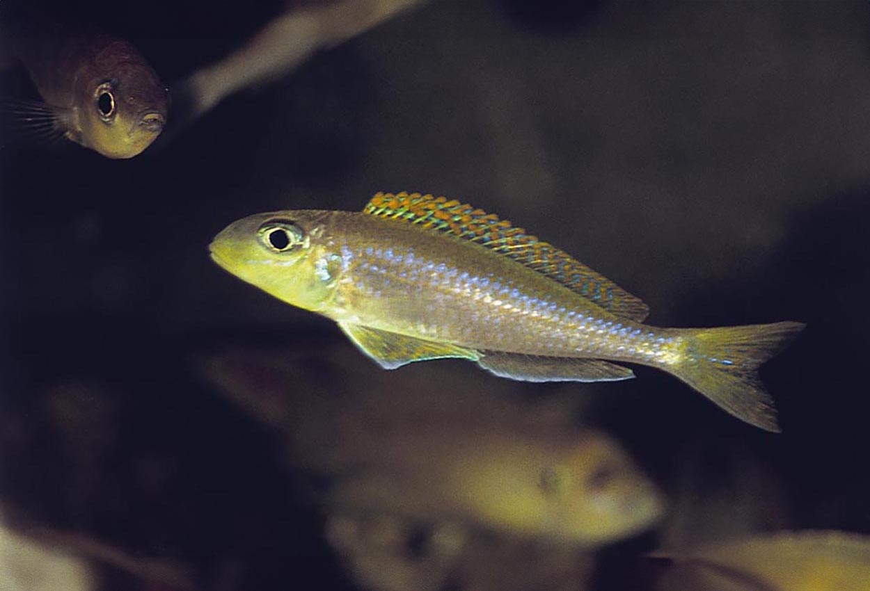 Foto på fisken Xenotilapia flavipinnis, Bulu Point