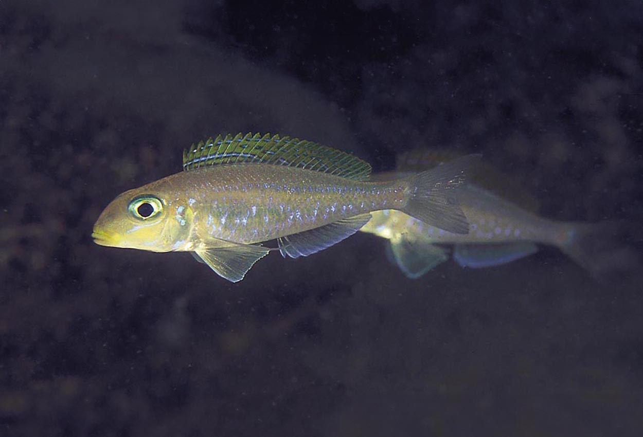 Gulfenad xenotilapia