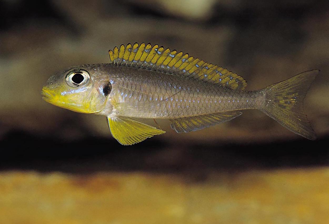 Gulfenad xenotilapia