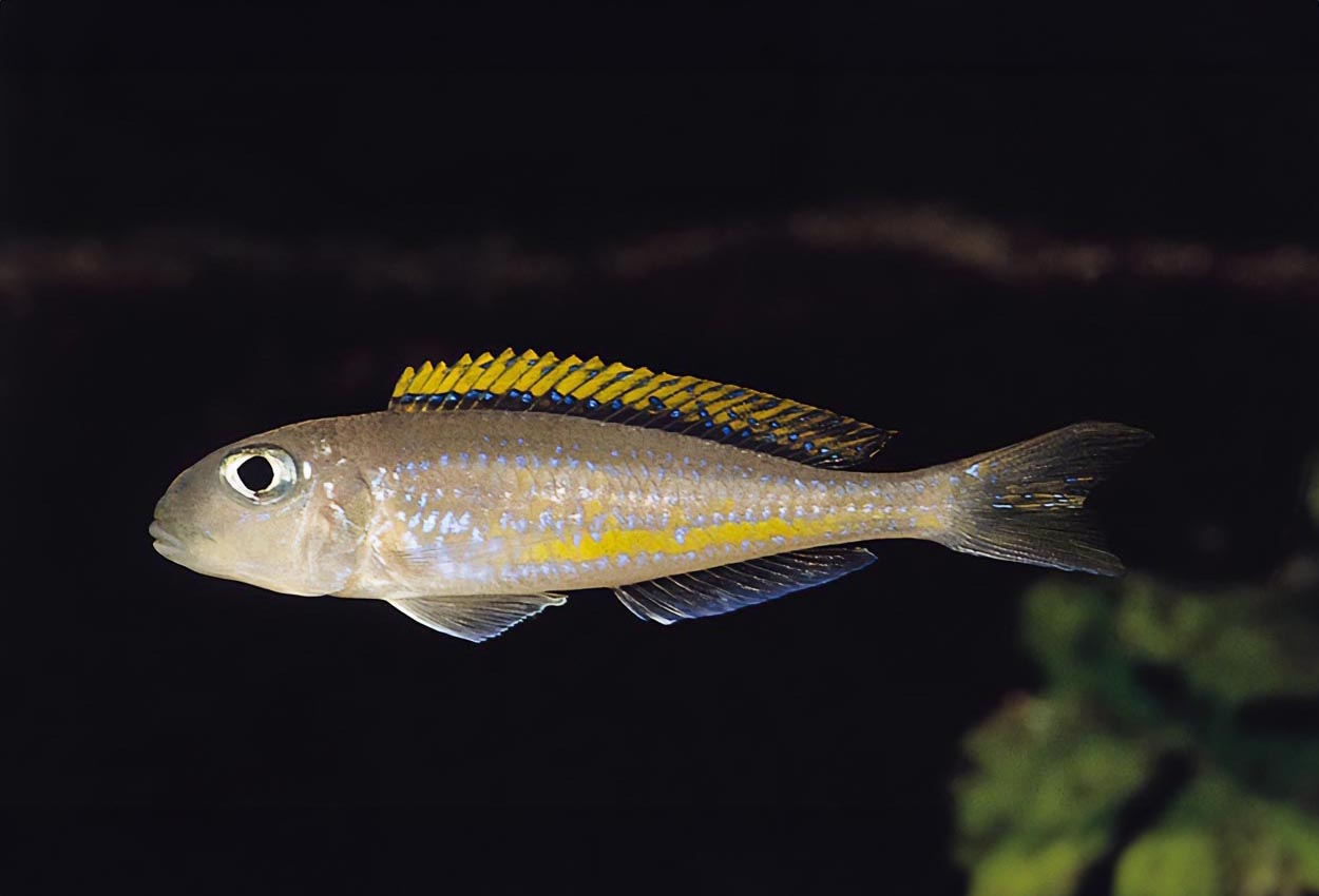 Gulfenad xenotilapia