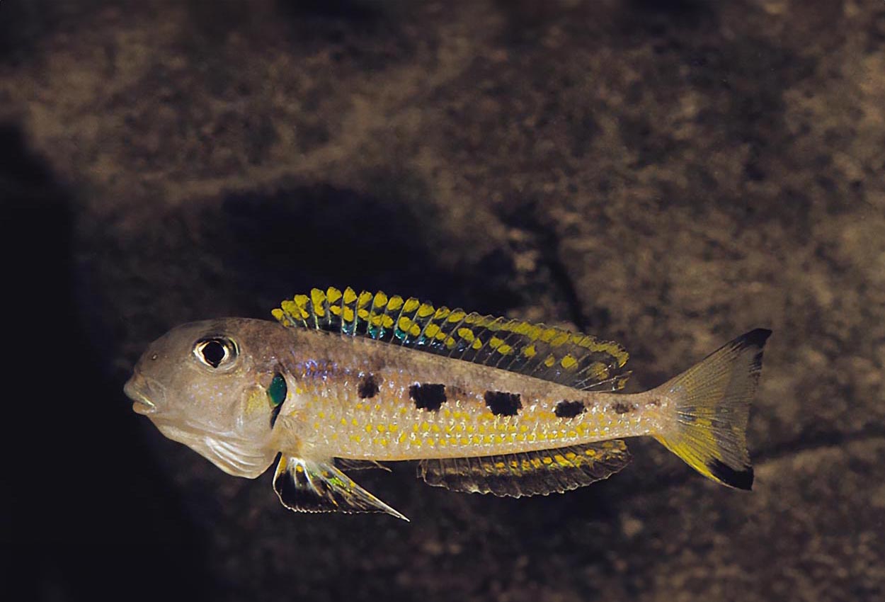 Zambia-, Ndole ochrogenys