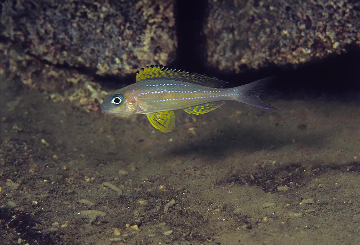 Foto på fisken Xenotilapia papilio, Kanoni