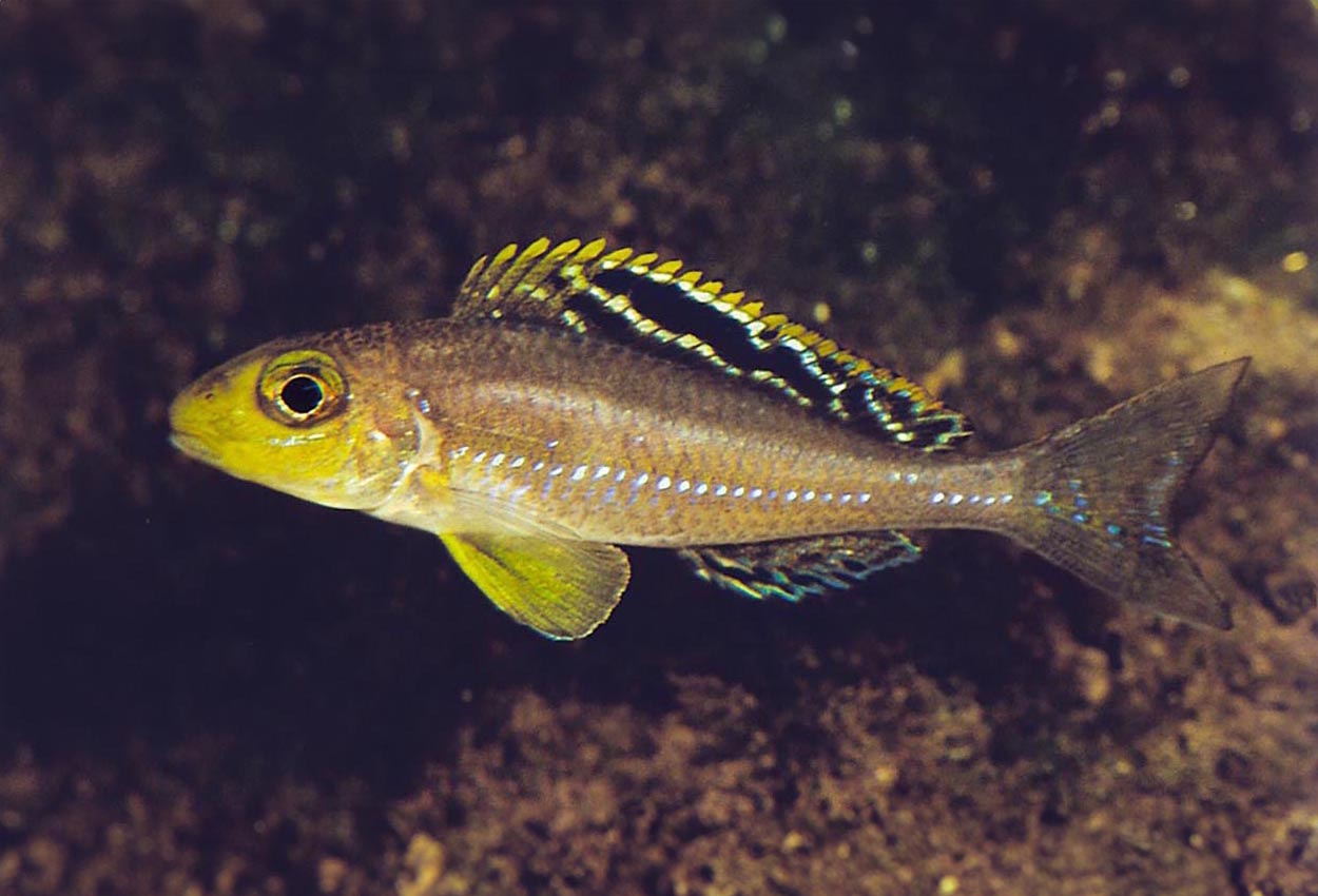 Sunflower xenotilapia