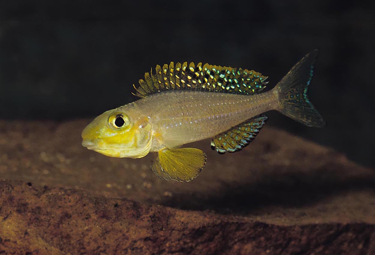 Sunflower xenotilapia