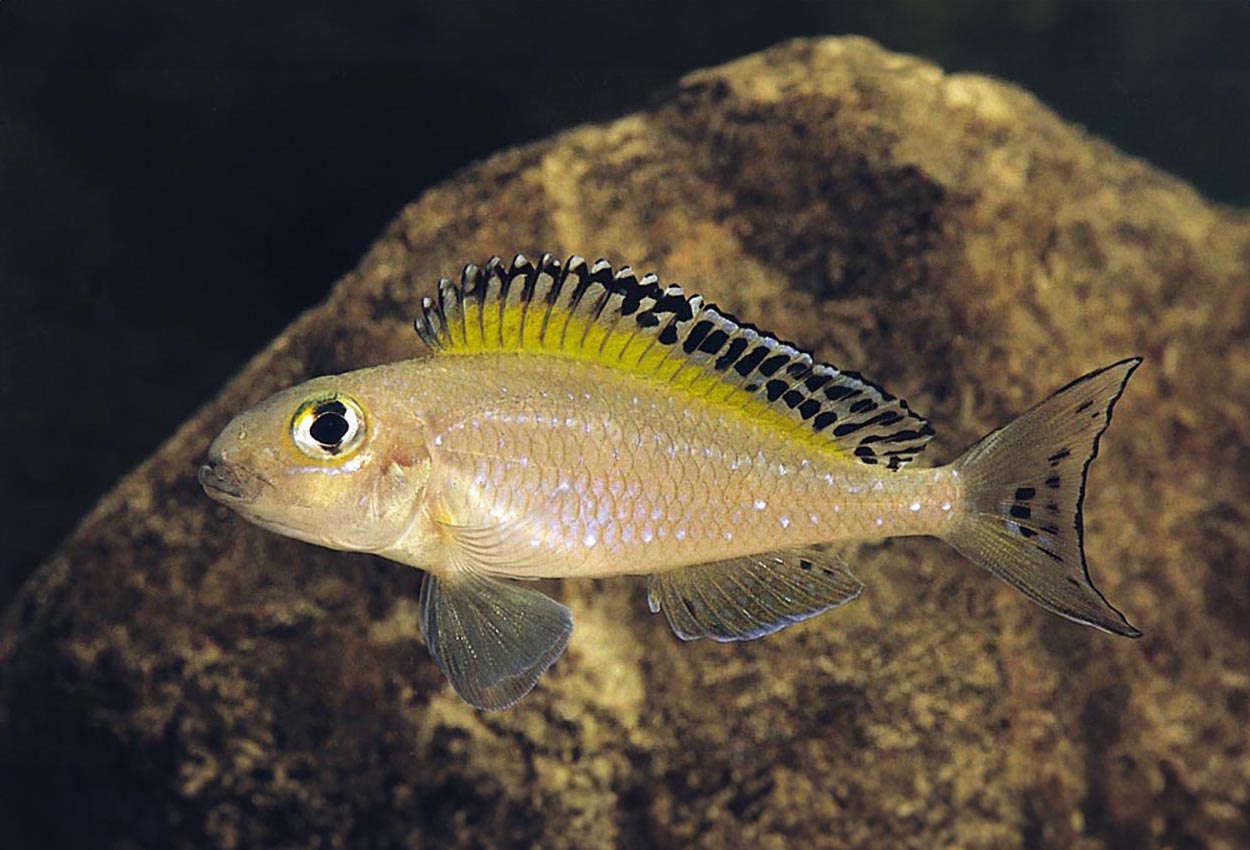 Prickfensspilopterus