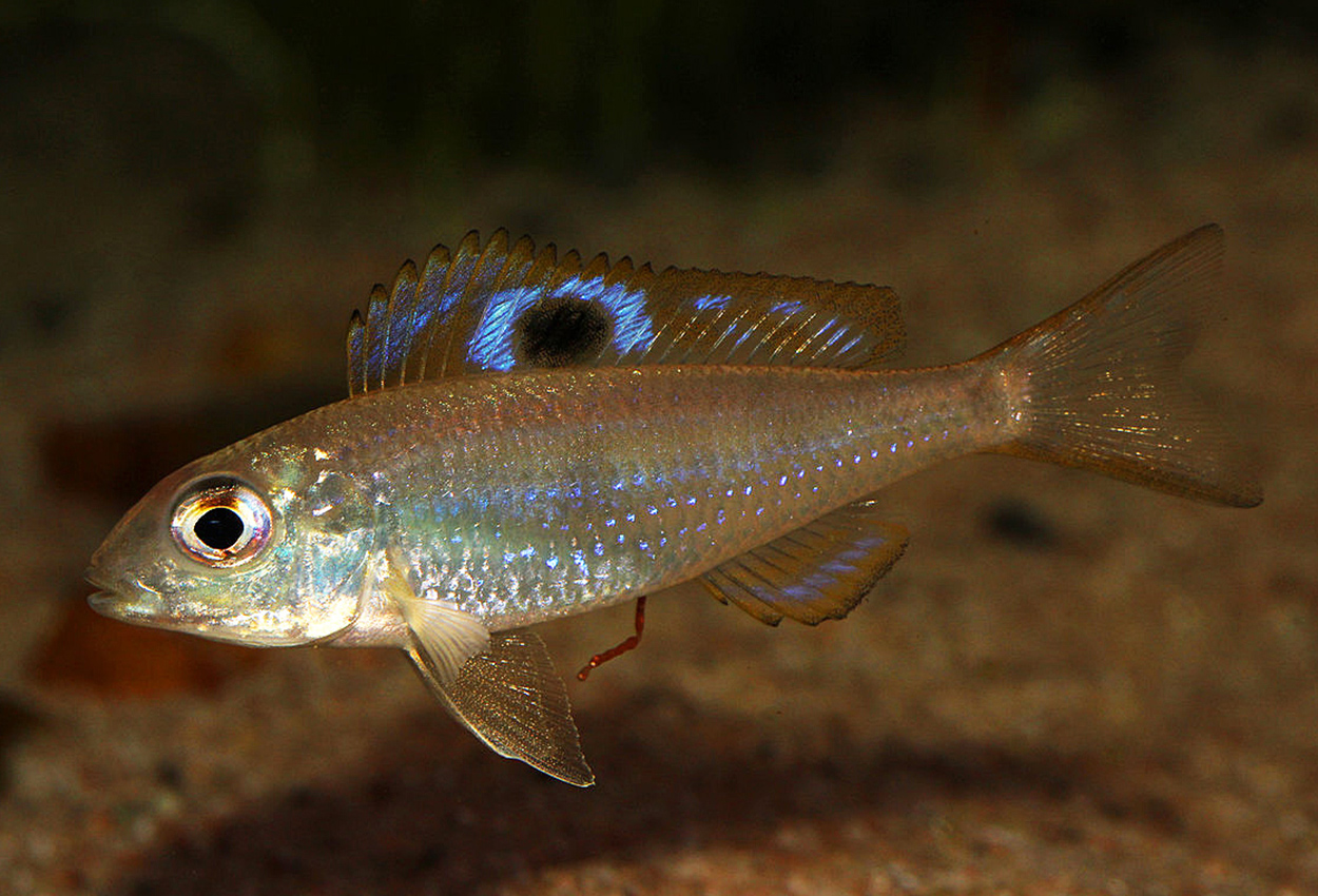 Descamp´s tanganyika