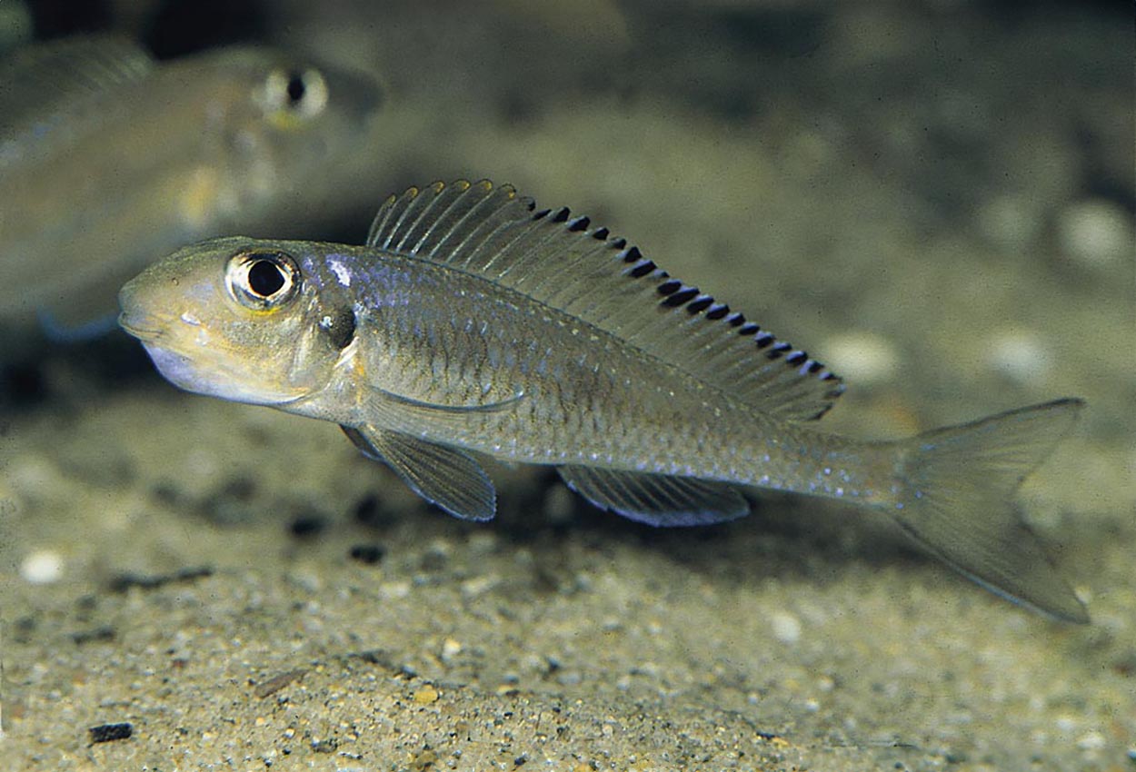 Tanganyika leptura