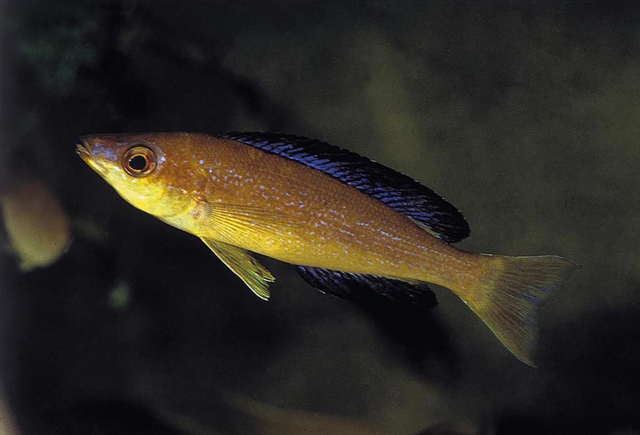 Microlepidotus, golden leptosoma