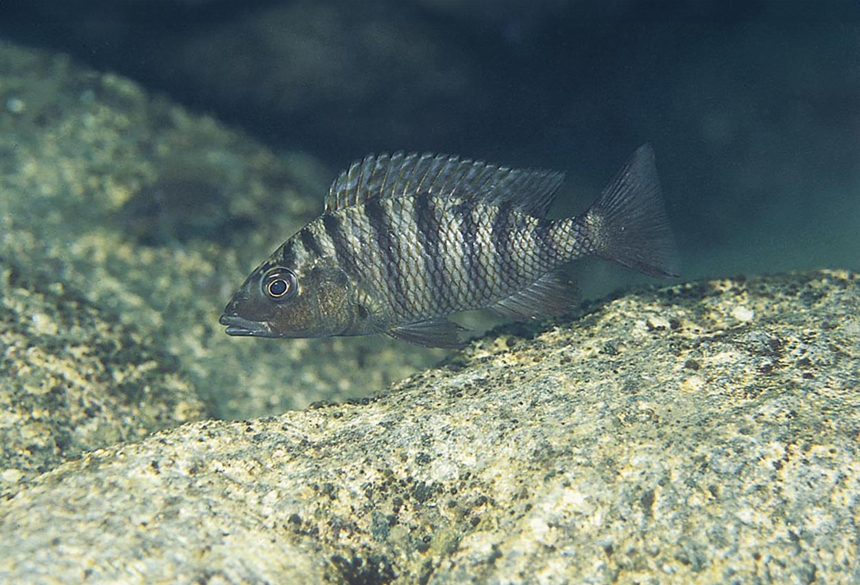 Pfefferi, Tanganyika haplis