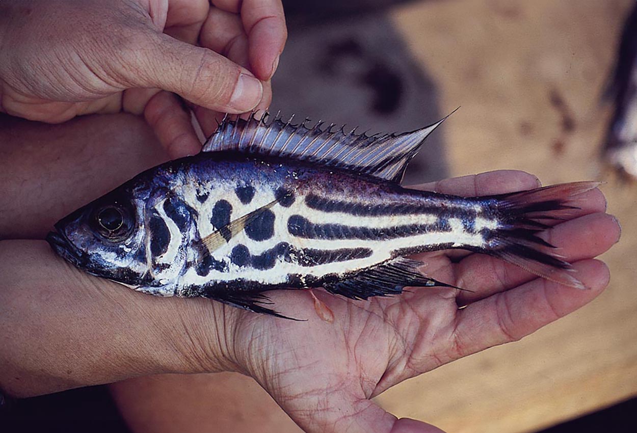 Mpande, Limbata, luali, stenosoma