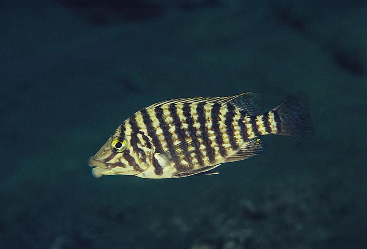 Tjockläppad labiatus, Zebra ciklid