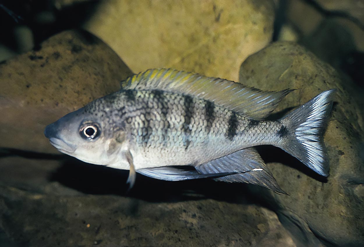 Foto på fisken Ophthalmotilapia nasuta, Magara