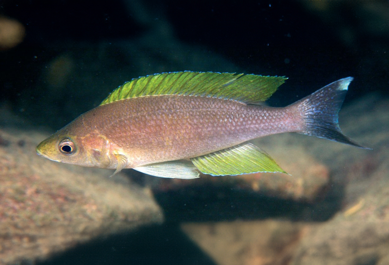 Foto på fisken Cyprichromis coloratus