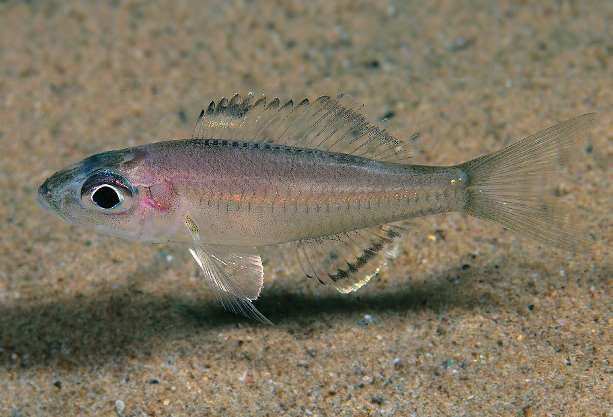Foto på fisken Trematocara variabile, Isanga