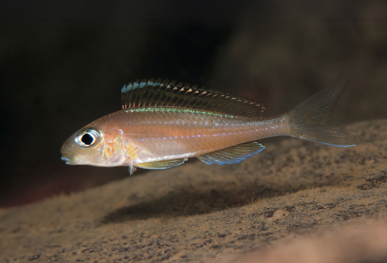 Fluorescent green/rundnosad Xenotilapia