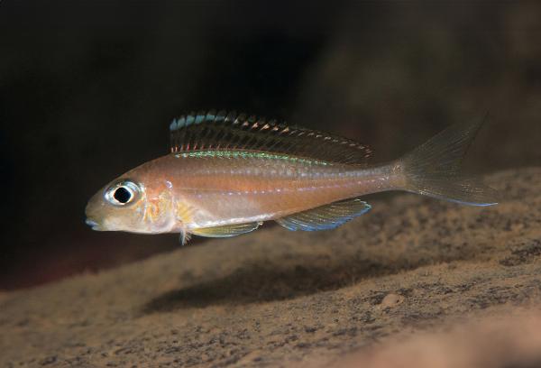 Fluorescerende grønn/rundneset Xenotilapia