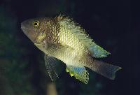<i>Petrochromis famula</i>, Kapampa