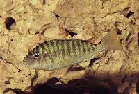 <i>Petrochromis fasciolatus</i>, Burundi