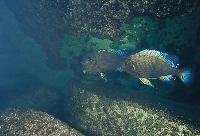 Jättepetrochromis, Texas blue petrochromis