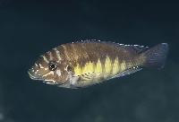 <i>Petrochromis</i> sp. 'orthognathus ikola'