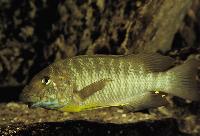 <i>Petrochromis macrognathus</i> Cameron Bay