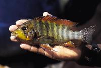 Regnbågspetrochromis, regnbågsmacrognathus