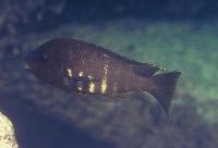 Brown kipili-petrochromis