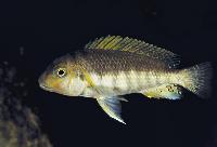 <i>Petrochromis</i> sp. 