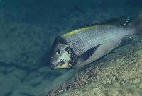 <i>Petrochromis polyodon</i>, M´toto