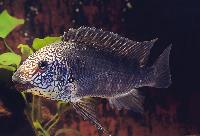 <i>Petrochromis</i> sp. 