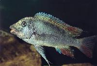 Texas kipili petrochromis, falsk texas petrochromis