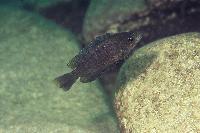 <i>Plecodus straeleni</i>, Kalambo-hona