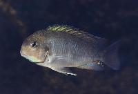 Kurvtanganyika, tjockhuvad simochromis