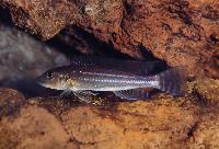 <i>Reganochromis calliurus</i>, Burundi