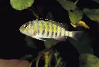 <i>Simochromis babaulti</i>, Burundi