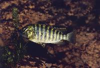 <i>Simochromis diagramma</i>, Burundi