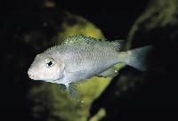 <i>Simochromis marginatus</i>, Resha