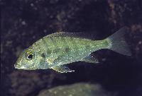 <i>Tylochromis polylepis</i>, Zambia