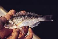 <i>Xenochromis hecqui</i>, Kipili