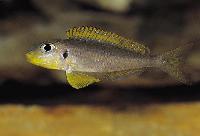 <i>Xenotilapia flavipinnis</i>, Nyanza Lac