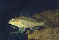 Prickfensspilopterus