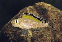 <i>Xenotilapia spilopterus</i>, Luagala