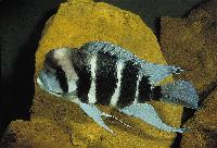 <i>Cyphotilapia frontosa</i>