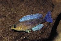 <i>Cyprichromis leptosoma</i>