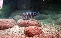 <i>Cyphotilapia frontosa</i>.